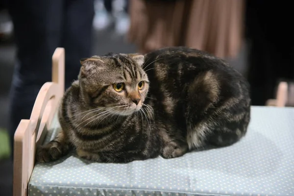 Jeune chat se reposant et couché sur un lit 6 . — Photo