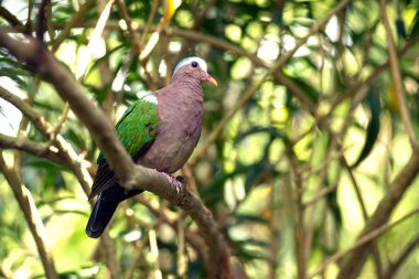 Güzel Emeral Dove (Ptilinopus jumbu) ağaçta duruyor.