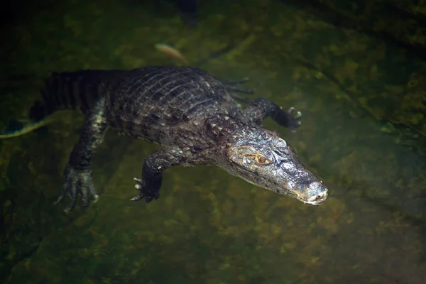 Alone Caiman (Alligatoridae) relaxar dormindo em uma água . — Fotografia de Stock