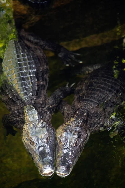 Couple Caiman ( Alligatoridae ) relax sleeping in a water. — Stock Photo, Image