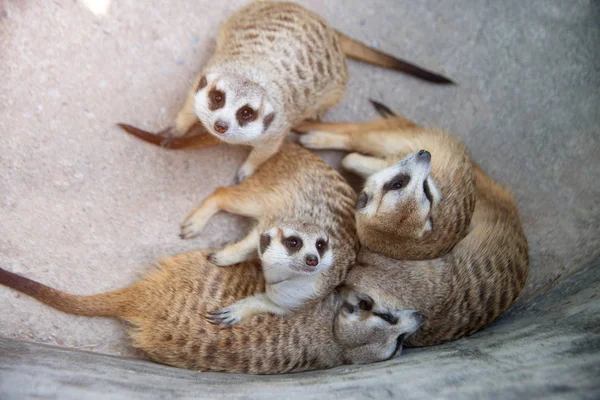 Imagen de un suricate o suricate sobre fondo natural . — Foto de Stock