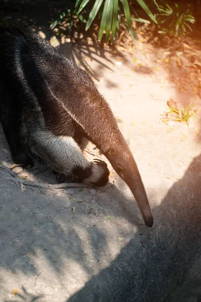 Gambar raksasa anteater (Myrmecophaga tridactyla) di kebun binatang Thailand . — Stok Foto