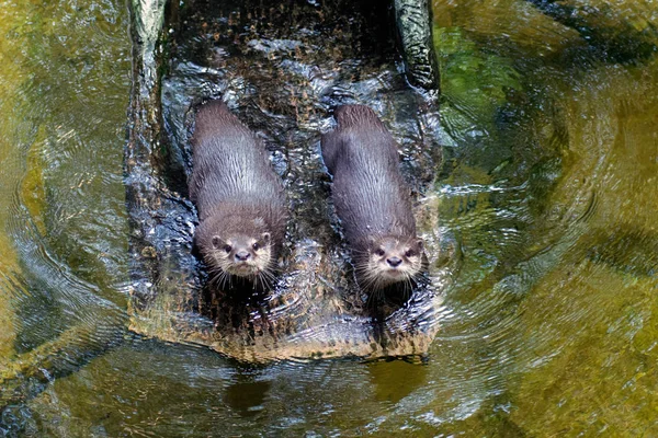 Porträt Zweier Asiatischer Kleiner Krallenotter Aonyx Cinerea Die Ein Wasser — Stockfoto