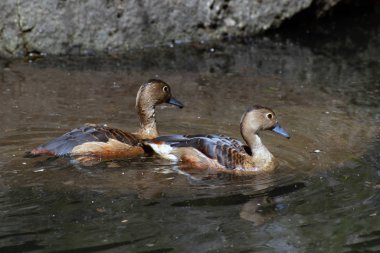 Daha az ıslıkçı ördek (Dendrocygna javanica).
