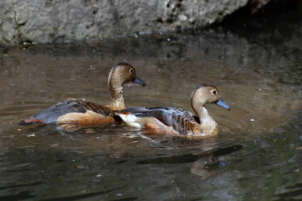 O pato assobiando menor (Dendrocygna javanica ). — Fotografia de Stock