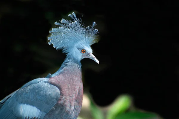 Victoria Crowned kuş (Goura victoria), koyu arka plan ile baş profili. — Stok fotoğraf