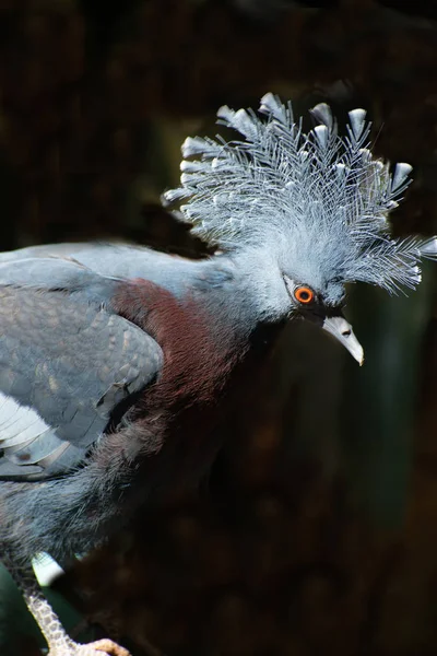 Victoria Crowned fågel (Goura victoria), profil med mörk bakgrund. — Stockfoto