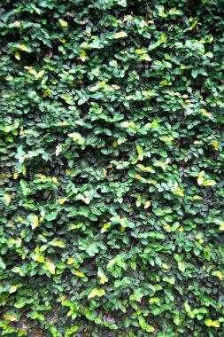 Cırt cırtlı yeşil bitki kırmızı duvara tırmanıyor, beyaz duvar cırt cırtlı ya da palto tereyağlı beyaz duvar ya da papatya yeşili arka plan. 