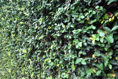 Cırt cırtlı yeşil bitki kırmızı duvara tırmanıyor, beyaz duvar cırt cırtlı ya da palto tereyağlı beyaz duvar ya da papatya yeşili arka plan. 