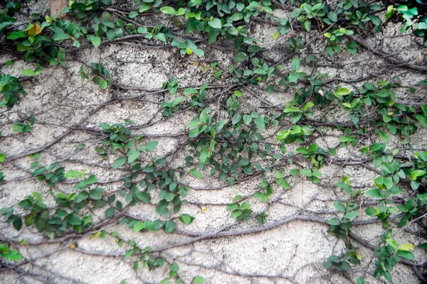 Planta verde velcro trepando sobre pared roja, botón de capa sobre pared blanca, pared blanca cubierta con velcro o manteca de piel o textura verde margarita Maxican fondo . —  Fotos de Stock