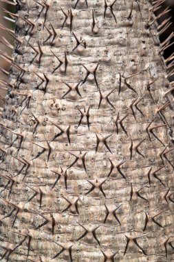 Pachypodium Lamerei ya da Madagaskar palmiyesine doku ve arka plan için dikenleri kapatın. 