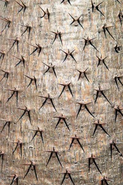 Cerrar espina en Pachypodium Lamerei o la palma de Madagascar para la textura y el fondo. —  Fotos de Stock