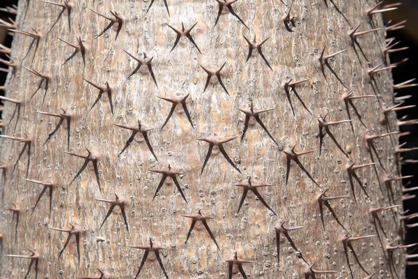 Cerrar espina en Pachypodium Lamerei o la palma de Madagascar para la textura y el fondo. — Foto de Stock