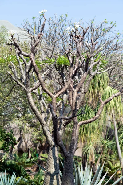 Pachypodium Lamerei eller Madagaskar palm en afrikansk enorm växt, skarpa taggar. — Stockfoto