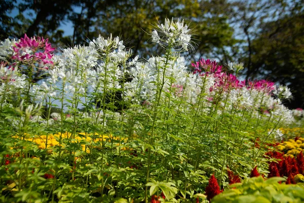 Kwiat pająka lub Cleome hassleriana lub Spider roślin lub Dziadkowie Whiskers. — Zdjęcie stockowe