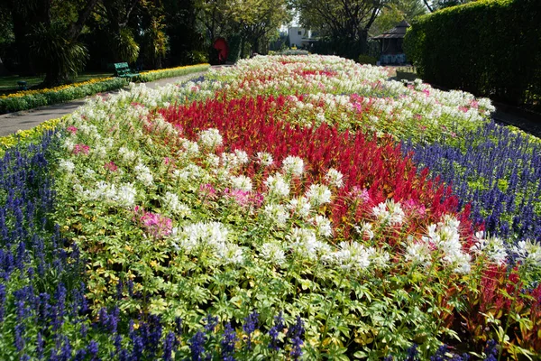 蜘蛛花或仙人掌花或蜘蛛植物或祖父须. — 图库照片