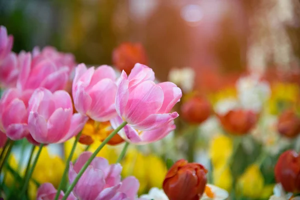 一日に庭のチューリップの花。美しさの装飾と農業のコンセプトデザインのための花. — ストック写真