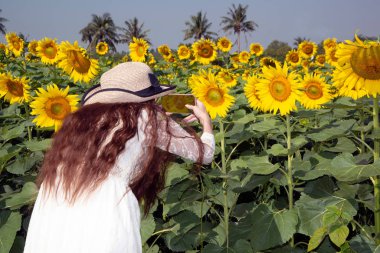 Ayçiçeği tarlasında cep telefonuyla fotoğraf çekmekten mutluluk duyan güzel Asyalı kadın görüntüleri.. 