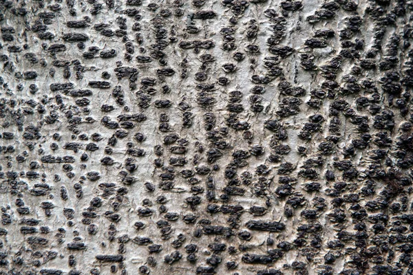 Primo piano della corteccia d'albero con texture su sfondo colorato di Phyllocarpus Septentionalis Donn.Smith . — Foto Stock