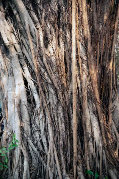 Textúra és a háttér nagyon nagy banyan fa Ficus benjamina Linn. — Stock Fotó