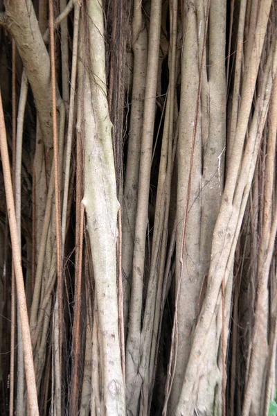 Texture Background Very Big Banyan Tree Ficus Benjamina Linn — Stock Photo, Image