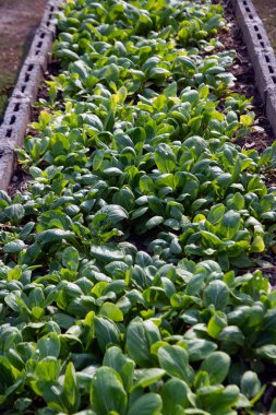 Tarlada zayıfken Kanton sebzeleri. (Mok Pak Choi, Çin Çiçekli Kabak. Park Choi ). 