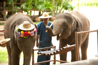 Tayland fil şovu Tayland 'ın kuzeyindeki Lamphang eyaletinde bir müzik aleti çalıyor..