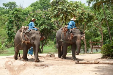 Tayland filleri, Tayland 'ın kuzeyindeki Lamphang eyaletinde tomrukçuluk işi yapıyor..