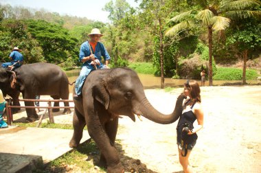 Tayland filleri Tayland 'ın kuzeyindeki Lamphang eyaletinde turistlerle oyun oynuyorlar..