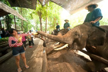 Tayland filleri Tayland 'ın kuzeyindeki Lamphang eyaletinde turistlerle oyun oynuyorlar..