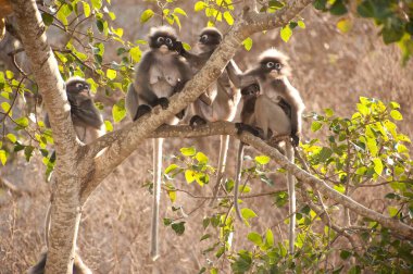 Dusky Leaf Monkey veya Dusky Langur veya Spectaacled Langur (Presbytis obscura Reid) ailesi ağaçta dinleniyor..