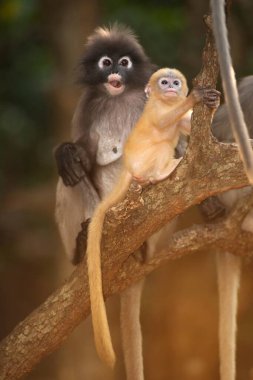 Dusky Leaf Monkey ya da Dusky Langur ya da Spectaacled Langur 'un (Presbytis obscura Reid) annesi ve oğlu ağaçta dinleniyor..