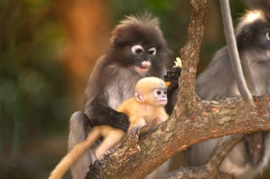 Dusky Leaf Monkey ya da Dusky Langur ya da Spectaacled Langur 'un (Presbytis obscura Reid) annesi ve oğlu ağaçta dinleniyor..