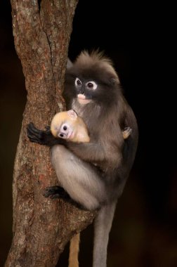 Dusky Leaf Monkey ya da Dusky Langur ya da Spectaacled Langur 'un (Presbytis obscura Reid) annesi ve oğlu ağaçta dinleniyor..