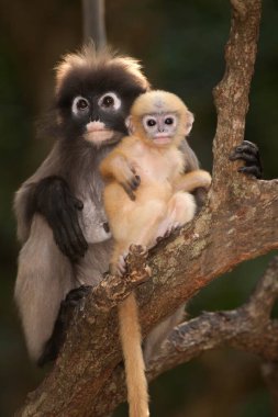 Dusky Leaf Monkey ya da Dusky Langur ya da Spectaacled Langur 'un (Presbytis obscura Reid) annesi ve oğlu ağaçta dinleniyor..