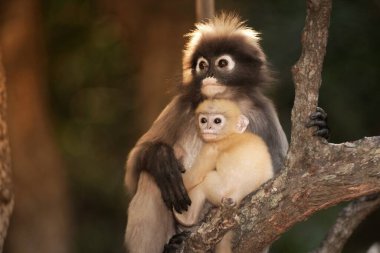 Dusky Leaf Monkey ya da Dusky Langur ya da Spectaacled Langur 'un (Presbytis obscura Reid) annesi ve oğlu ağaçta dinleniyor..