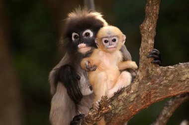 Dusky Leaf Monkey ya da Dusky Langur ya da Spectaacled Langur 'un (Presbytis obscura Reid) annesi ve oğlu ağaçta dinleniyor..