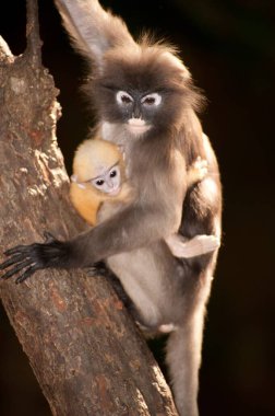 Dusky Leaf Monkey ya da Dusky Langur ya da Spectaacled Langur 'un (Presbytis obscura Reid) annesi ve oğlu ağaçta dinleniyor..