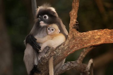 Dusky Leaf Monkey ya da Dusky Langur ya da Spectaacled Langur 'un (Presbytis obscura Reid) annesi ve oğlu ağaçta dinleniyor..