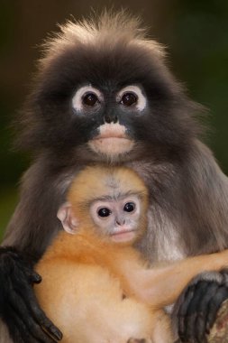Dusky Leaf Monkey ya da Dusky Langur ya da Spectaacled Langur 'un (Presbytis obscura Reid) annesi ve oğlu ağaçta dinleniyor..