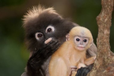 Dusky Leaf Monkey ya da Dusky Langur ya da Spectaacled Langur 'un (Presbytis obscura Reid) annesi ve oğlu ağaçta dinleniyor..