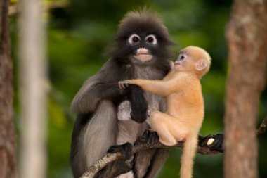 Dusky Leaf Monkey ya da Dusky Langur ya da Spectaacled Langur 'un (Presbytis obscura Reid) annesi ve oğlu ağaçta dinleniyor..