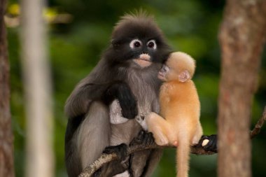 Dusky Leaf Monkey ya da Dusky Langur ya da Spectaacled Langur 'un (Presbytis obscura Reid) annesi ve oğlu ağaçta dinleniyor..