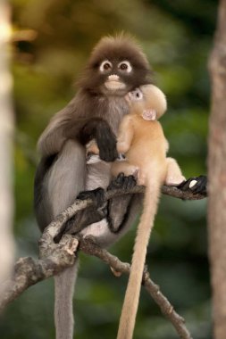 Dusky Leaf Monkey ya da Dusky Langur ya da Spectaacled Langur 'un (Presbytis obscura Reid) annesi ve oğlu ağaçta dinleniyor..