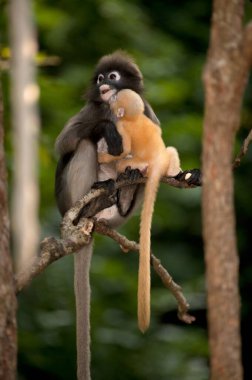 Dusky Leaf Monkey ya da Dusky Langur ya da Spectaacled Langur 'un (Presbytis obscura Reid) annesi ve oğlu ağaçta dinleniyor..