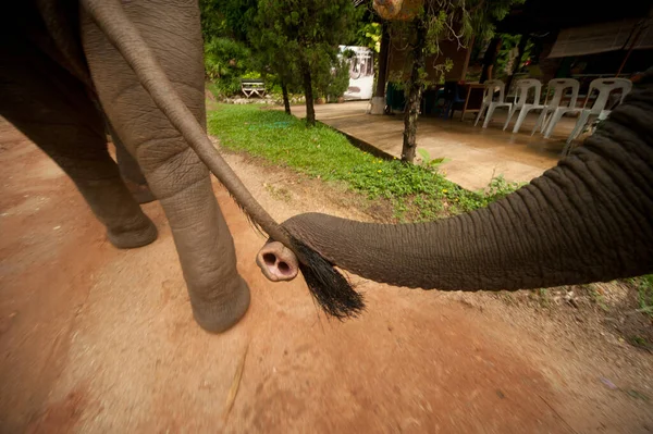 Les Éléphants Thaïlandais Utilisent Une Dinde Pour Accrocher Queue Éléphant — Photo