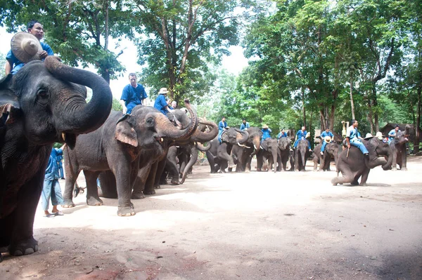 Thai Elefante Show Uma Linha Saudação Para Cumprimentar Turistas Província — Fotografia de Stock