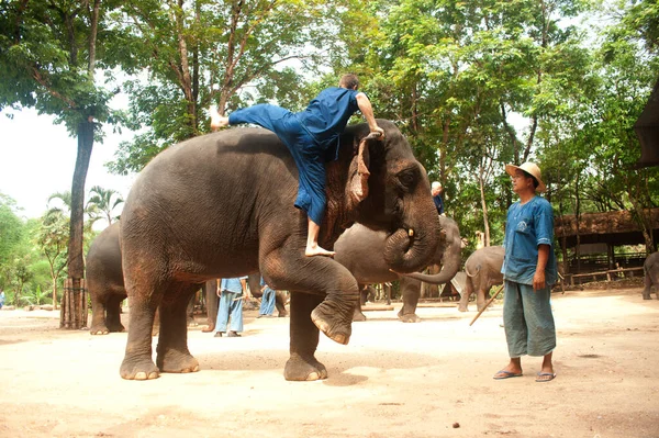 Espetáculo Elefantes Tailandeses Levantando Mahout Província Lamphang Norte Tailândia — Fotografia de Stock
