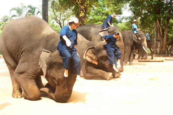 タイ北部のランプン県でマホーアウトを上げることでタイゾウのショー — ストック写真