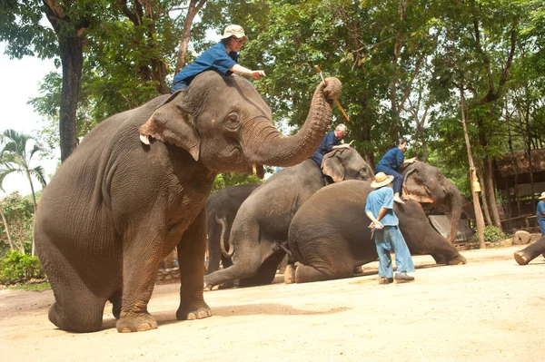 Espetáculo Elefantes Tailandeses Trabalhos Exploração Madeireira Província Lamphang Norte Tailândia — Fotografia de Stock